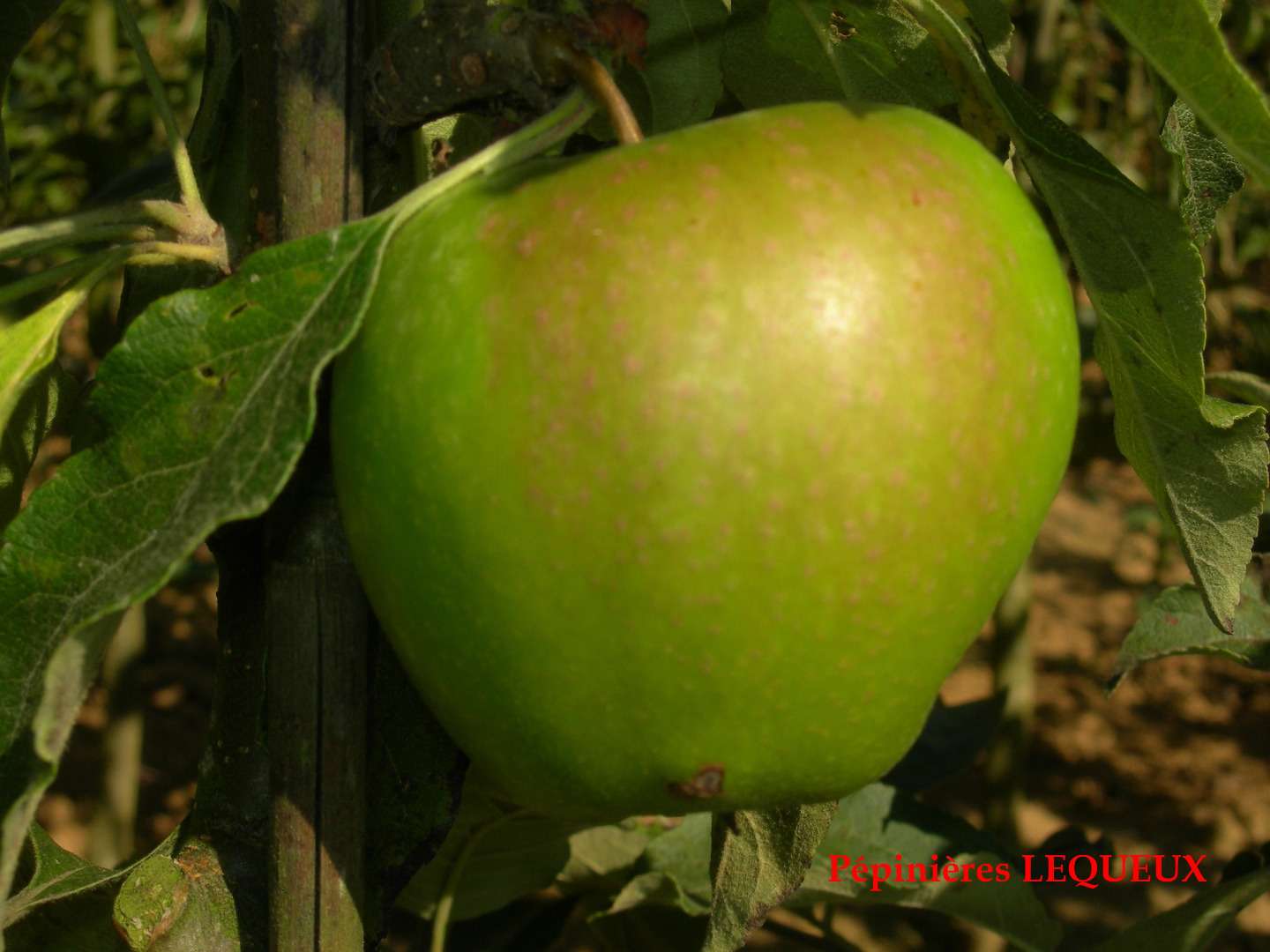 GRANNY SMITH
